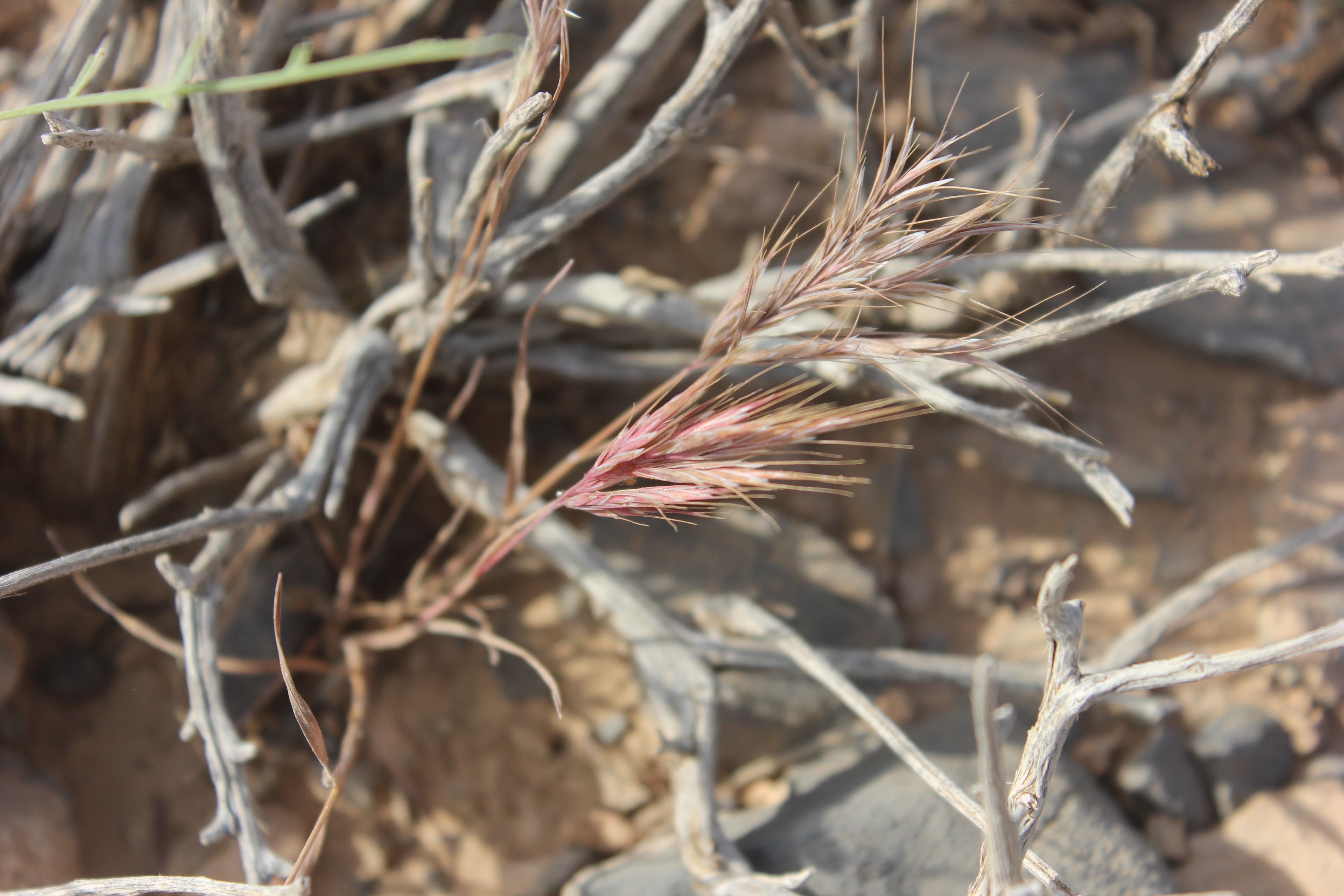 Plant Image